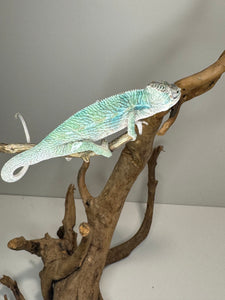 AMBILOBE Panther Chameleon: (E36)