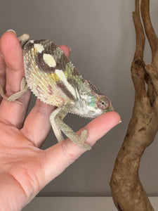 SAMBAVA Panther Chameleon: (E23)