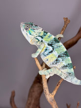 Load image into Gallery viewer, AMBILOBE Panther Chameleon: (E5)
