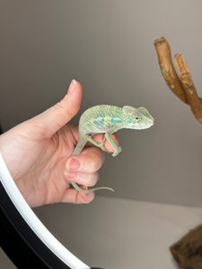 Ambilobe Male Panther Chameleon: Flash x Opal (E19)