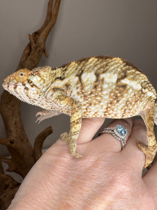 AMBILOBE FEMALE Panther Chameleon: 🚺 (C4)