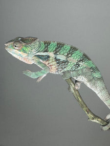 AMBILOBE Male Panther Chameleon: (E5)