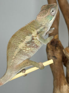 AMBILOBE Panther Chameleon male: (E1)