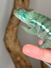 Load image into Gallery viewer, AMBANJA Panther Chameleon: (E4)
