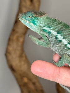 AMBANJA Panther Chameleon: (E4)