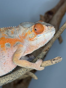 AMBILOBE FEMALE Panther Chameleon: 🚺 (C6)