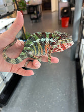 Load image into Gallery viewer, AMBILOBE Panther Chameleon: WC Hawkeye x Nugget (C11)
