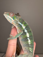 Load image into Gallery viewer, AMBILOBE Panther Chameleon: (E11)

