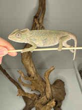 Load image into Gallery viewer, Ambilobe Male Panther Chameleon: Flash x Opal (E12)
