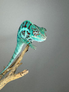 AMBANJA Panther Chameleon: (E8)