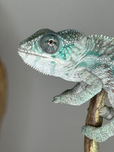 Load image into Gallery viewer, Designer Panther Chameleon: (E16)
