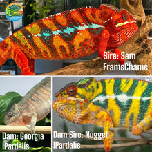 Load image into Gallery viewer, AMBILOBE Panther Chameleon: Sam x Georgia (P10)
