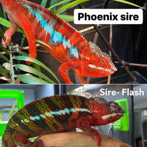 AMBILOBE Panther Chameleon: (E22)