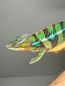 AMBILOBE Panther Chameleon male: (E6)