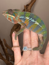 Load image into Gallery viewer, AMBILOBE Panther Chameleon: (E23)
