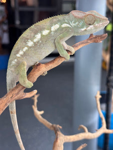 AMBILOBE FEMALE Panther Chameleon: 🚺 (E34)