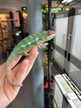 Load image into Gallery viewer, AMILOBE Panther Chameleon: (E32)
