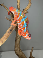 Load image into Gallery viewer, AMBILOBE Panther Chameleon: (E16)
