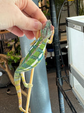 Load image into Gallery viewer, AMBILOBE Panther Chameleon: (E9)

