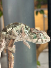 Load image into Gallery viewer, AMBILOBE Panther Chameleon: (E12)
