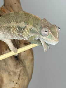 AMBILOBE Panther Chameleon male: (E1)