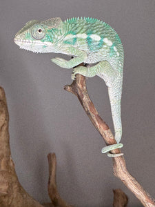 AMBILOBE Panther Chameleon: (E19)