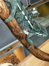 Load image into Gallery viewer, AMBILOBE Panther Chameleon: Frank x Sandy (E10)
