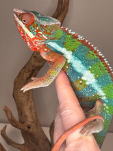 Load image into Gallery viewer, AMBILOBE Panther Chameleon: (B3)
