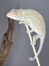 Load image into Gallery viewer, NOSY BE FEMALE Panther Chameleon: Neptune x Marina 🚺 (S6)
