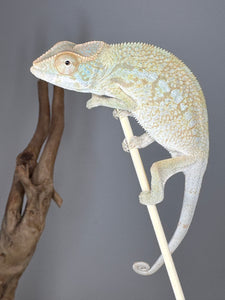 NOSY BE FEMALE Panther Chameleon: Neptune x Marina 🚺 (S6)