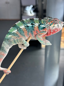 AMBILOBE Panther Chameleon male: (E33)