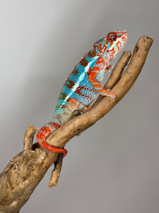 AMILOBE Panther Chameleon: (J1)