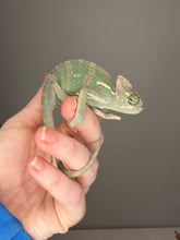 Load image into Gallery viewer, 🦎 Juvenile Male Veiled Chameleon – Hand-Raised &amp; Healthy ✅ | S4
