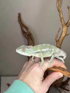 SAMBAVA Panther Chameleon: (E23)