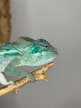 Load image into Gallery viewer, AMBANJA Panther Chameleon: (E4)
