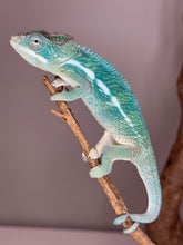 Load image into Gallery viewer, SURPRISE! Panther Chameleon: (E24)
