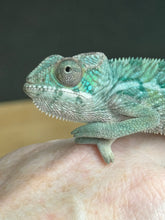 Load image into Gallery viewer, AMBILOBE Panther Chameleon: Frank x Sandy (Q7)
