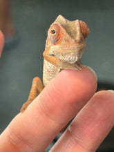 Load image into Gallery viewer, Ambilobe Panther Chameleon: Magnus x Skittles (R15)
