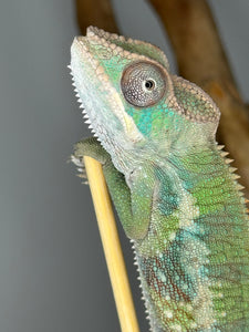 AMBILOBE Panther Chameleon male: (E1)