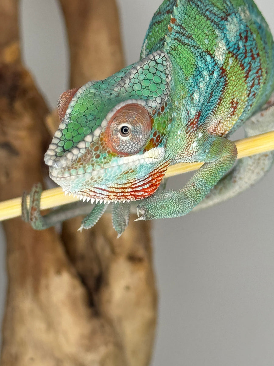 AMBILOBE Male Panther Chameleon: (E5) – FramsChams Panther Chameleons