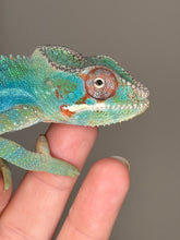 Load image into Gallery viewer, AMBILOBE Male Panther Chameleon: (E30)
