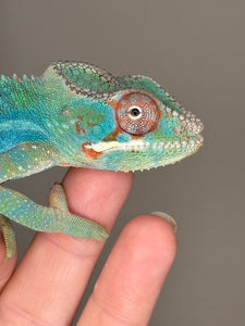 AMBILOBE Male Panther Chameleon: (E30)