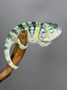 AMBILOBE Panther Chameleon: (E5)
