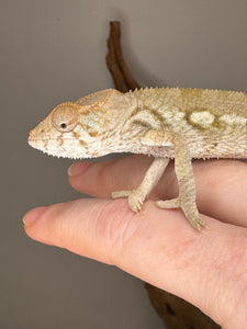 AMBILOBE FEMALE Panther Chameleon: 🚺 (E33)