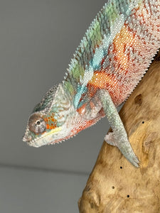 AMBILOBE Panther Chameleon male: (E7)