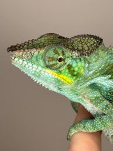 Load image into Gallery viewer, AMBANJA Panther Chameleon: (C4)
