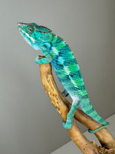 Load image into Gallery viewer, Ambilobe Panther Chameleon (E20)
