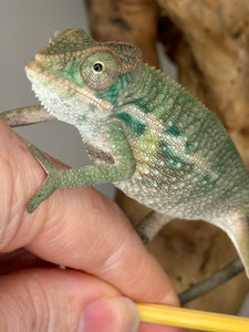 AMBILOBE Panther Chameleon male:(E31)