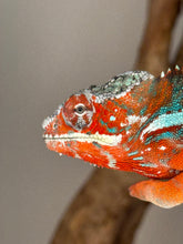 Load image into Gallery viewer, AMILOBE Panther Chameleon: (J7)
