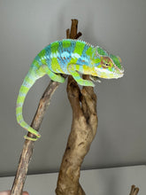 Load image into Gallery viewer, AMBILOBE Panther Chameleon: (E12)
